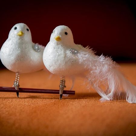 Two White Pigeons Villa Ieper Rom bilde